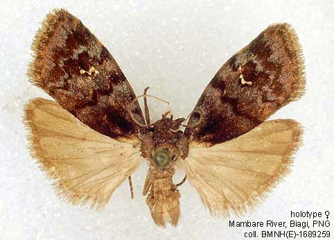 Papua Insects Foundation (Lepidoptera/Erebidae(Arctiinae)/Siccia fasciata)